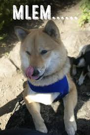 How to say shiba inu in english? Mlem Dictionary Com