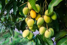Image result for Mangifera