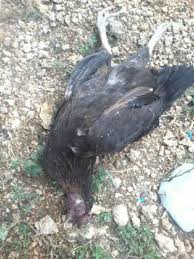 Gambar Ayam Mati