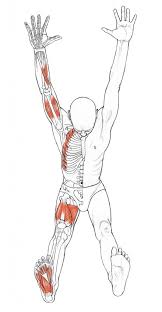 Your Body In Downward Dog Sonima Yoga Anatomy Yoga Poses For Beginners Yoga Poses