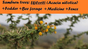 Image result for Acacia nilotica