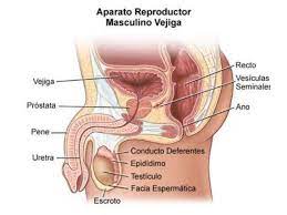Check spelling or type a new query. 15 Ideas De Aparato Reproductor Masculino En 2021 Aparato Reproductor Aparatos Sistema Reproductor