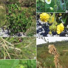 Image result for Wissadula amplissima