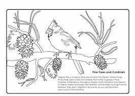 Like jasmine and ariel, sofia wins the hearts of so many of little girls … Winter Cardinal Coloring Handout Art Sphere Inc