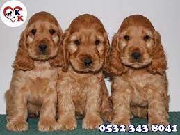 cocker yavru 0532 343 8041 golden retriever cocker spaniel animals
