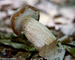 Image result for Boletus variipes