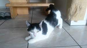 Hi, hatte euch ja gesagt das ich die knufflige kätzin geholt habe, der kater hatte es mir ja auch angetan, aber mich abgeschreckt eben da es ein. Rolligkeit Bei Katzen Smartvet