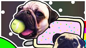 Nyan Pugs Drawing Your Comments Youtube Youtube superstar dantdm is bringing his show dantdm presents the contest to your local cinema. nyan pugs drawing your comments