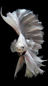 Albino Betta Fish Picture 11 Of 20 For Free Cell Phone Wallpaper Downloads Exotische Fische Betta Betta Fisch