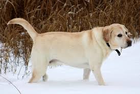 The wolverine state is no stranger to pets as a good percentage of the state's occupants are proud pet owners. 101 Christmas Yellow Lab Puppy Photos Free Royalty Free Stock Photos From Dreamstime