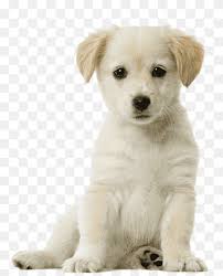 St. Bernard German Shepherd Chow Chow Poodle Pomeranian, dogs practice  their teeth, carnivoran, dog Like Mammal, dog Breed png