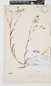 Image result for Emilia schinzii