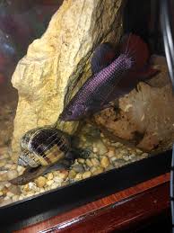 Betta live fish king crowntail ctpk male 1.5 aaa+. Rocko My King Betta Just Picked Up From Petsmart Hes Huge Bettafish