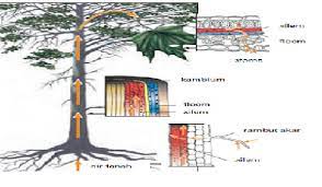 Dalam perjalanan menuju silinder pusat, air akan bergerak secara sistem pengangkutan ini , menyebabkan air dapat mencapai bagian xylem yang ada bagian pengangkutan hasil fotosintesis. Sistem Transportasi Air Dan Nutrisi Pada Tumbuhan Lengkap Awalilmu Com