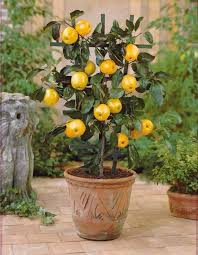 Mini Pommier Golden Delicious Arbre Fruitier Nain Pommier Tout Pour Le Jardin