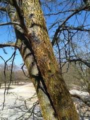 Image result for Acacia kirkii