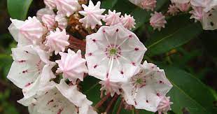 Penngift) is valuable as food for livestock, erosion control, and nitrogen feeding of the soil. State Flower Of Pennsylvania Whatsanswer