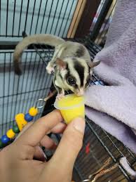 2 leopard geckos 1 male 1 female and 2yr old fixed male sugar glider can  not get him to bond with my other glider. Located Connersville in.