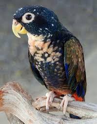 Color Wing Parrot Aves De Compania Loros Aves Exoticas