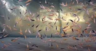 Koi fish is a fish that can be sold for gols or used in cooking as an ingredient. How Many Babies Do Koi Fish Have At A Time