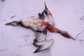 Get top quality animal oil from leading animal oil manufacturers & suppliers. How Oil Harms Animals And Plants In Marine Environments Response Restoration Noaa Gov