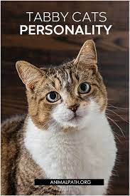 Tabby Cats Personality Cat Personalities Cats Tabby Cat