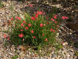 Image result for Freesia laxa