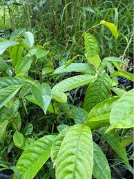 Image result for Senecio pachyrhizus