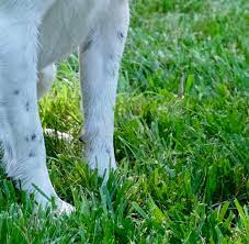 Growing Grass With Dogs Around Lawn Turf Tips For Pet Parents Home For The Harvest