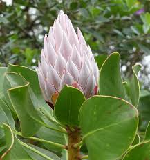 Image result for Protea cynaroides