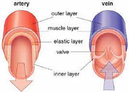 Select from premium coronary arteries diagram of the highest quality. What Is The Relationship Between The Structure And Function Of Arteries Capillaries And Veins Socratic