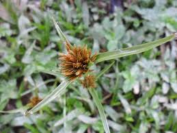 Image result for Pycreus polystachyos