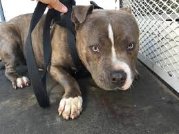 Maybe you would like to learn more about one of these? Pin On Dogs For Adoption