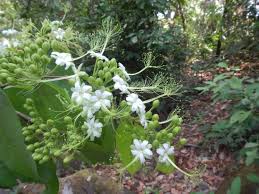 Image result for Mesanthemum glabrum