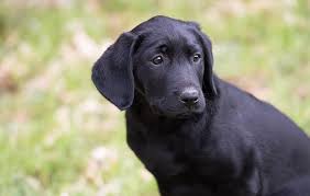 Dozens of resources can help you find last name origins. Black Dog Names 505 Fantastic Ideas For Your Furry Friend