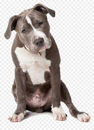 Staffordshire bull terrier info nederland, informatie en advies over engelse stafford pups, kenmerken, karakter, opvoeding. American Pit Bull Terrier American Staffordshire Terrier Staffordshire Bull Terrier Welpen Png Herunterladen 935 1276 Kostenlos Transparent Hunderasse Png Herunterladen