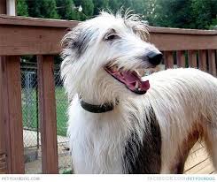 American Black And White Hound Dog Petyourdog Com Pet Your Dog Black White American Staghound Dogs Dog Pictures Dog Quiz