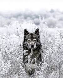 Dieser ring ist in verschiedenen größen bestellbar. Pin Auf Odins Wolfe Geri Freki