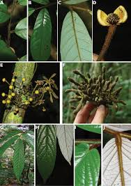 Image result for Monanthotaxis orophila
