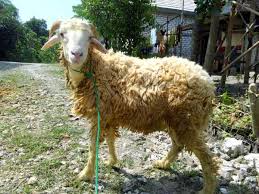 Menyesuaikan diri dengan tempat dan keadaan 12. Kandang Kambing Aboechoer Twitter