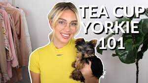 Teacup yorkshire terrier is a term used by disreputable breeders and is applied to abnormally small yorkies. Smallest Dog Ever Teacup Yorkie Everything You Need To Know Youtube
