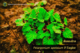 Image result for Pelargonium apetalum