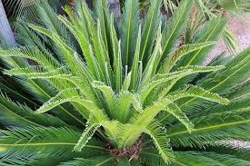 Image result for Cycas
