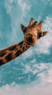 H I N T E R G R U N D E Vsco Chynamcghee Animaux Animaux Papier Chynamcghee Vsco In 2020 Cute Animals Animals Animal Wallpaper
