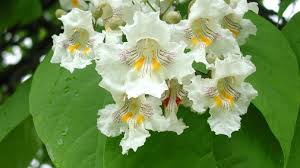 Image result for Catalpa