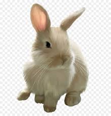 mini lop nacionales de conejo angel conejito imagen png imagen transparente descarga gratuita mini lop nacionales de conejo angel