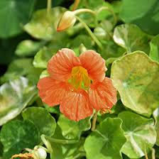 Image result for Tropaeolum majus
