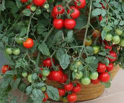 There are many instructions online to make you will need the following materials: Tomato Cherry Hanging Basket Tomchha Awapuni Nurseries New Zealand