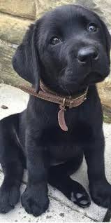Black labrador puppy in dandelion field. 900 Lab Pups Ideas In 2021 Lab Puppies Puppies Cute Animals