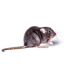 Rapid amc services's pest control service includes pest extermination, spraying, removal and management of carpenter ants, termites, bed bugs, bees, rodents & insectscontrol with residential. Roof Rat Identification Habits Behavior Hitmen Termite Pest Control